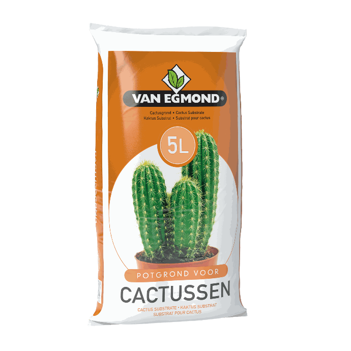 Cactusgrond
